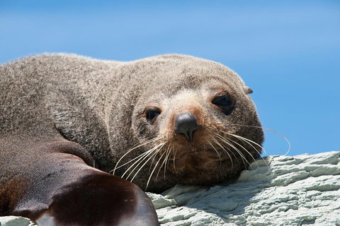 Kangaroo Island 75-Minute Ocean Safari - Accommodation VIC 1