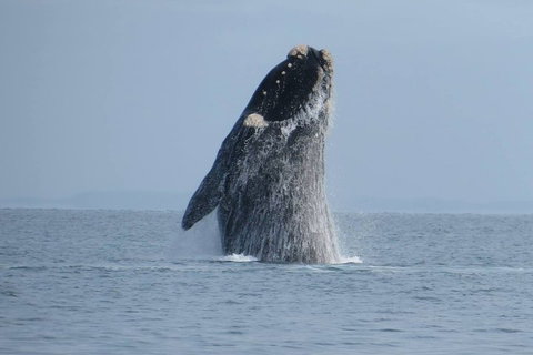 Kangaroo Island 75-Minute Ocean Safari - Accommodation VIC 2