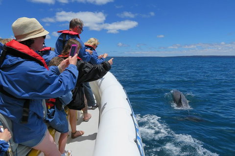 Kangaroo Island 75-Minute Ocean Safari - Accommodation VIC 3