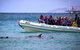 Kangaroo Island 75-Minute Ocean Safari - thumb 4