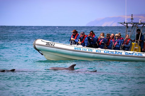 Kangaroo Island 75-Minute Ocean Safari - Accommodation VIC 4