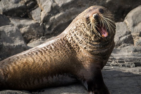 Kangaroo Island 75-Minute Ocean Safari - Accommodation VIC 5
