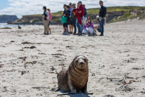 Kangaroo Island In A Day Tour From Adelaide - Accommodation VIC 0