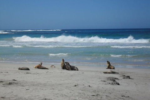 Kangaroo Island In A Day Tour From Adelaide - Accommodation VIC 1