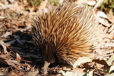 Kangaroo Island In A Day Tour From Adelaide - Accommodation VIC 2
