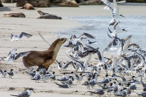 Full-Day Kangaroo Island Experience Departing From Kangaroo Island - Accommodation VIC 1
