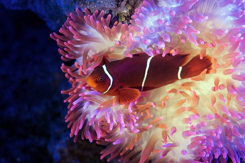 Cairns Aquarium By Twilight With 3-Course Dinner - Accommodation VIC 0