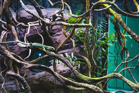 Cairns Aquarium By Twilight With 3-Course Dinner - Accommodation VIC 2