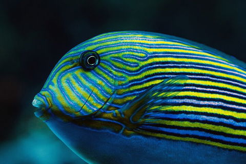 Cairns Aquarium By Twilight With 3-Course Dinner - Accommodation VIC 5