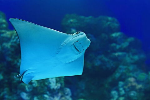 Cairns Aquarium Marine Life Encounter Ticket With 2-Course Lunch - Accommodation VIC 4