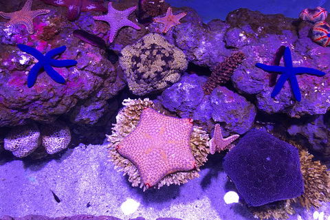 Cairns Aquarium Admission Ticket - Accommodation VIC 5