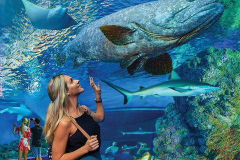 Cairns Aquarium Family Ticket - Accommodation VIC 3