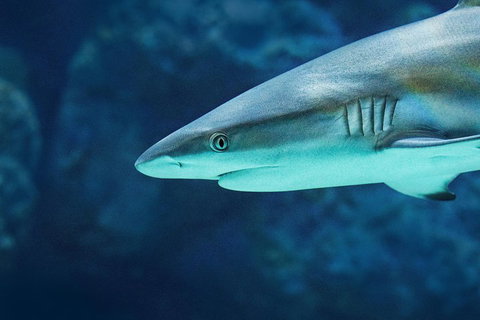 Cairns Aquarium Family Ticket - Accommodation VIC 5