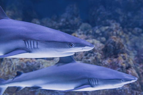 Cairns Aquarium Dive With The Sharks - Accommodation VIC 1