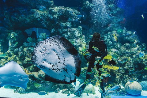 Cairns Aquarium Dive With The Sharks - Accommodation VIC 2