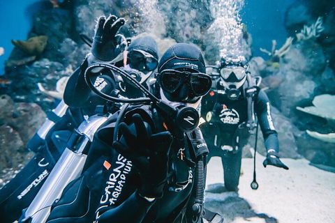 Cairns Aquarium Dive With The Sharks - Accommodation VIC 3