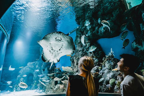 Cairns Aquarium Dive With The Sharks - Accommodation VIC 4