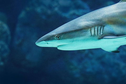Cairns Aquarium Dive With The Sharks - Accommodation VIC 5
