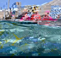 Outer Reef Pontoon Experience from Cairns - Accommodation VIC