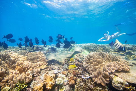 Outer Reef Pontoon Experience From Cairns - Accommodation VIC 4