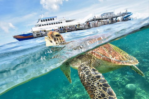Outer Reef Pontoon Experience From Cairns - Accommodation VIC 5