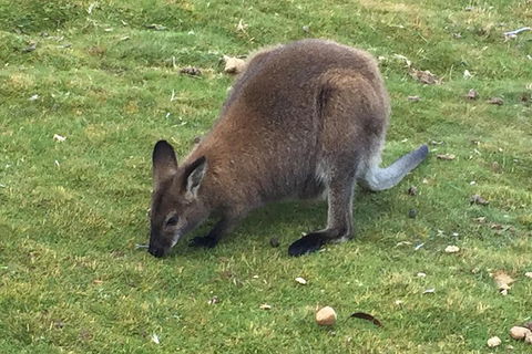 Cradle Mountain Day Tour From Launceston Including Lunch - Accommodation VIC 5