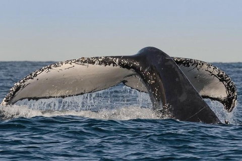 Sydney Whale-Watching Cruise Including Lunch Or Breakfast - Accommodation VIC 0
