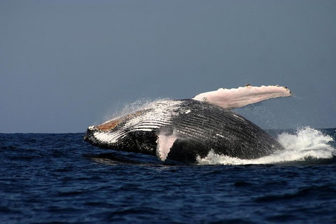 Sydney Whale-Watching Cruise Including Lunch Or Breakfast - Accommodation VIC 1