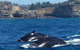 Sydney Whale-Watching Cruise Including Lunch Or Breakfast - thumb 2
