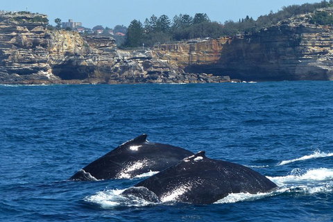 Sydney Whale-Watching Cruise Including Lunch Or Breakfast - Accommodation VIC 2