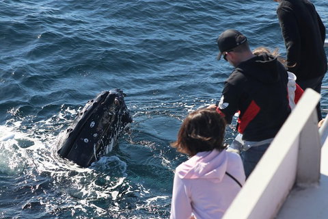 Sydney Whale-Watching Cruise Including Lunch Or Breakfast - Accommodation VIC 5