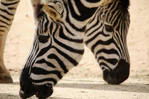 Melbourne Zoo General Entry Ticket - Accommodation VIC 1
