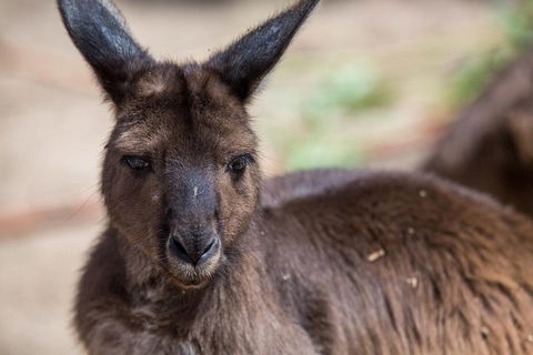 Australian Wildlife Tour At Melbourne Zoo Ticket - Accommodation VIC 0