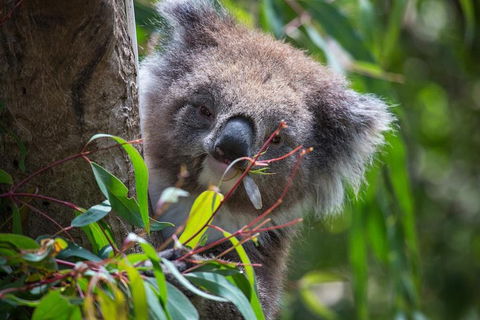 Australian Wildlife Tour At Melbourne Zoo Ticket - Accommodation VIC 1