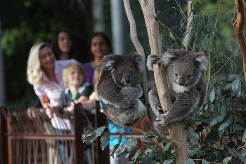 Australian Wildlife Tour At Melbourne Zoo Ticket - Accommodation VIC 2