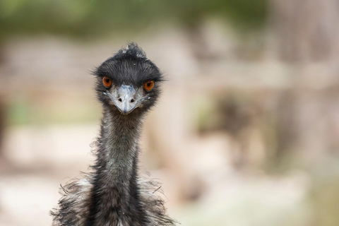 Australian Wildlife Tour At Melbourne Zoo Ticket - Accommodation VIC 3