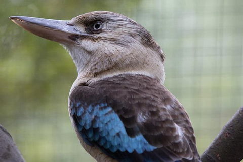 Australian Wildlife Tour At Melbourne Zoo Ticket - Accommodation VIC 4