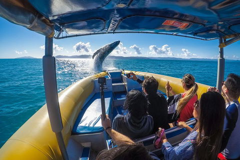 Ocean Rafting Tour To Whitehaven Beach, Hill Inlet Lookout & Top Snorkel Spots - Accommodation VIC 4