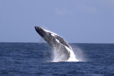 Tangalooma Island Resort Whale Watching Day Cruise With Dolphin Viewing - Accommodation VIC 4