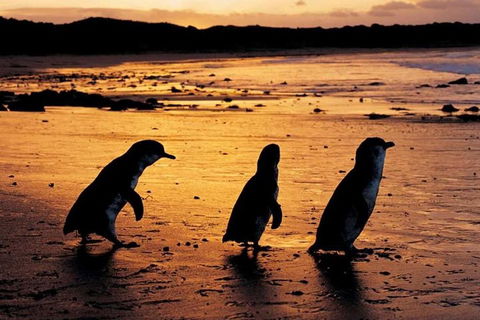 Phillip Island Penguin Parade, Brighton Bathing Boxes And Wildlife Park Tour - Accommodation VIC 1