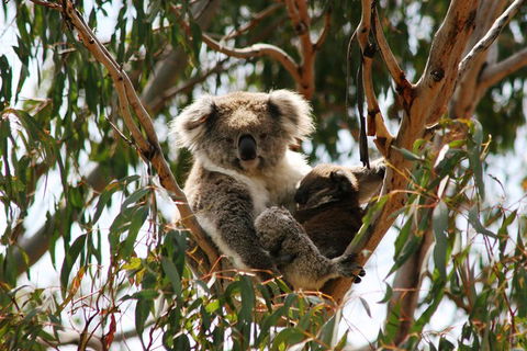 Phillip Island Penguin Parade, Brighton Bathing Boxes And Wildlife Park Tour - Accommodation VIC 4