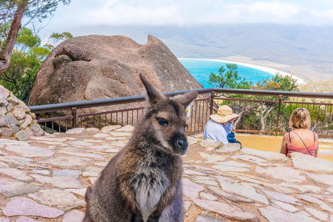 Wineglass Bay & Freycinet NP Full Day Tour From Hobart Via Richmond Village - Accommodation VIC 0