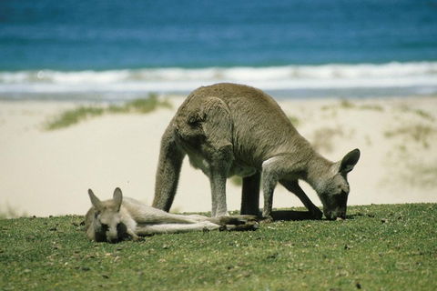 Private Great Ocean Road Full Day Tour - 1 Day Tour - Accommodation VIC 3