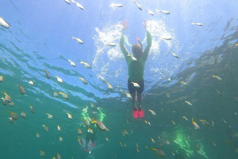 Manly Snorkel Trip And Nature Walk With Local Guide - Accommodation VIC 0