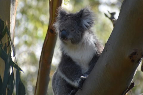 Full-Day Bus Tour Phillip Island Wildlife And Brighton Beach - Accommodation VIC 0