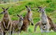 Full-Day Bus Tour Phillip Island Wildlife And Brighton Beach - thumb 4