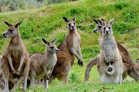 Full-Day Bus Tour Phillip Island Wildlife And Brighton Beach - Accommodation VIC 4