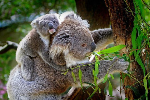 Private Two Day Great Ocean Road Tour - Accommodation VIC 2