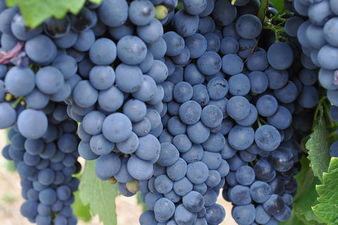 Barossa Valley Cellar Doors Luxury Wine Tour - Accommodation VIC 4