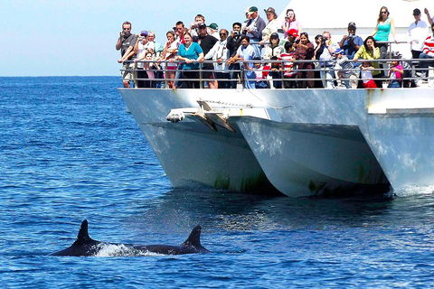Private Port Stephens Day Trip From Sydney Including Dolphin Cruise - Accommodation VIC 2